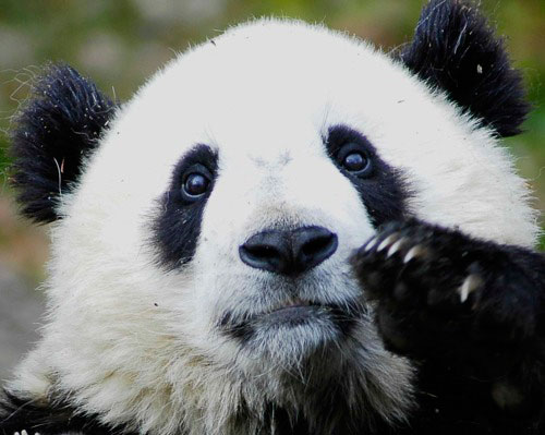 Photo Panda